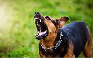 Angry Dog Ready To Bite Can Lead To Needing A Dog Bite Attorney In Texas