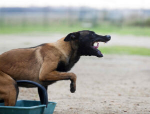 A dog that might bite resulting in the need for an attorney